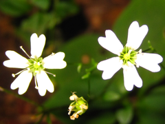 Silene seoulensis