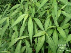 Persicaria pubescens