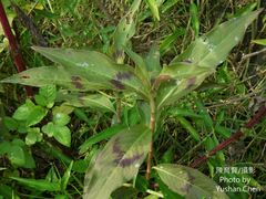 Persicaria pubescens