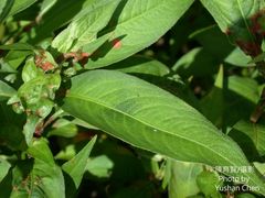 Persicaria pubescens