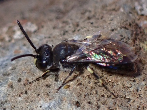 Snowy Masked Bee (Hylaeus nivicola), a species recorded in Hawaii