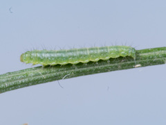 Epermeniidae