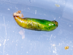 Epermeniidae