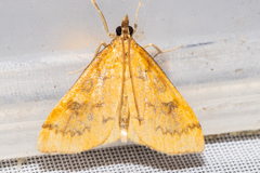 Mnesictena flavidalis