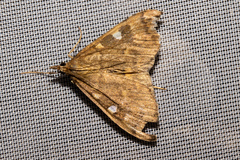 Mnesictena marmarina