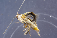 Epermeniidae