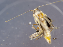 Epermeniidae