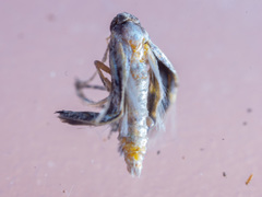 Epermeniidae