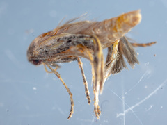 Epermeniidae