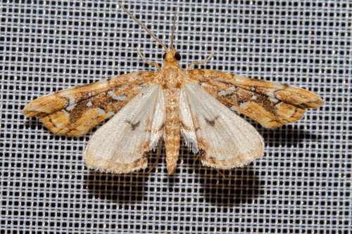 Golden-brown Fern Moth