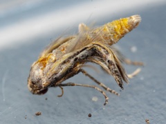 Epermeniidae