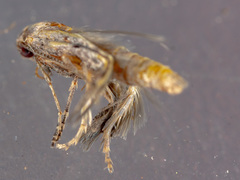 Epermeniidae