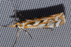 Orocrambus xanthogrammus