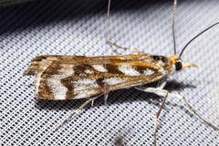 Orocrambus xanthogrammus