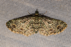 Pasiphila bilineolata