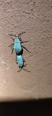 Probergrothius