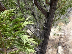 Juniperus flaccida