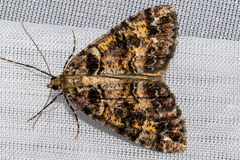 Pseudocoremia productata