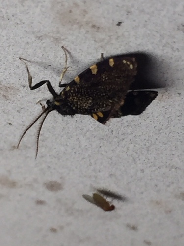 Photo of Australian bag moth (Cebysa leucotelus)