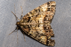 Pseudocoremia productata