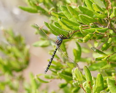 Austroaeschna inermis