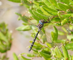 Austroaeschna inermis