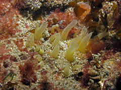 Polymastia penicillus