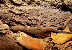 Gymnodactylus darwinii