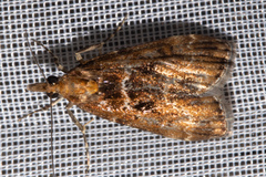 Scoparia animosa