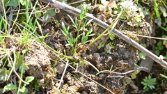 Lomatium gormanii