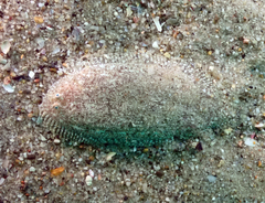 Aseraggodes lenisquamis