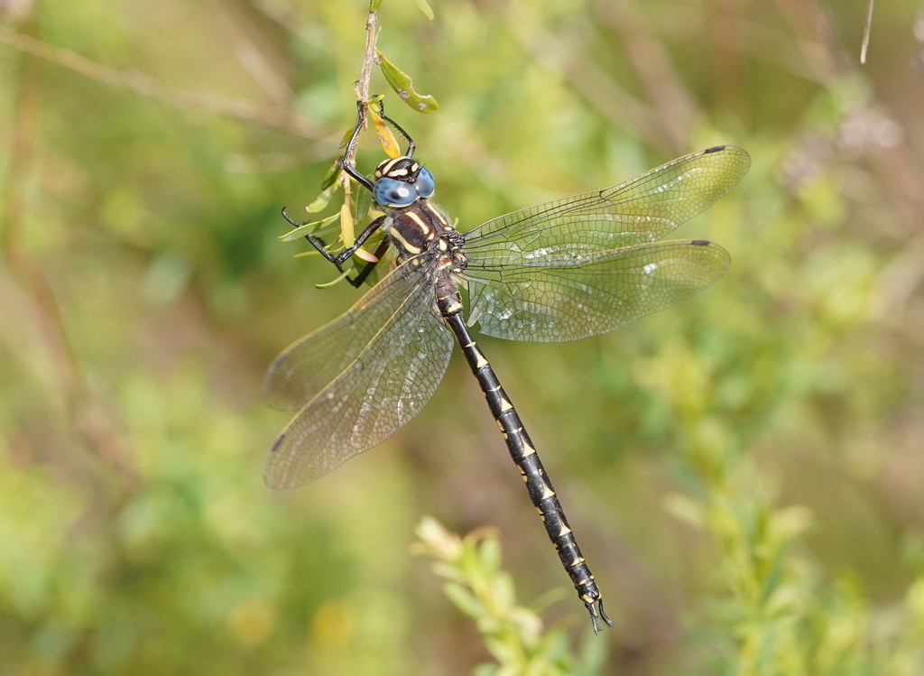 Notoaeschna
