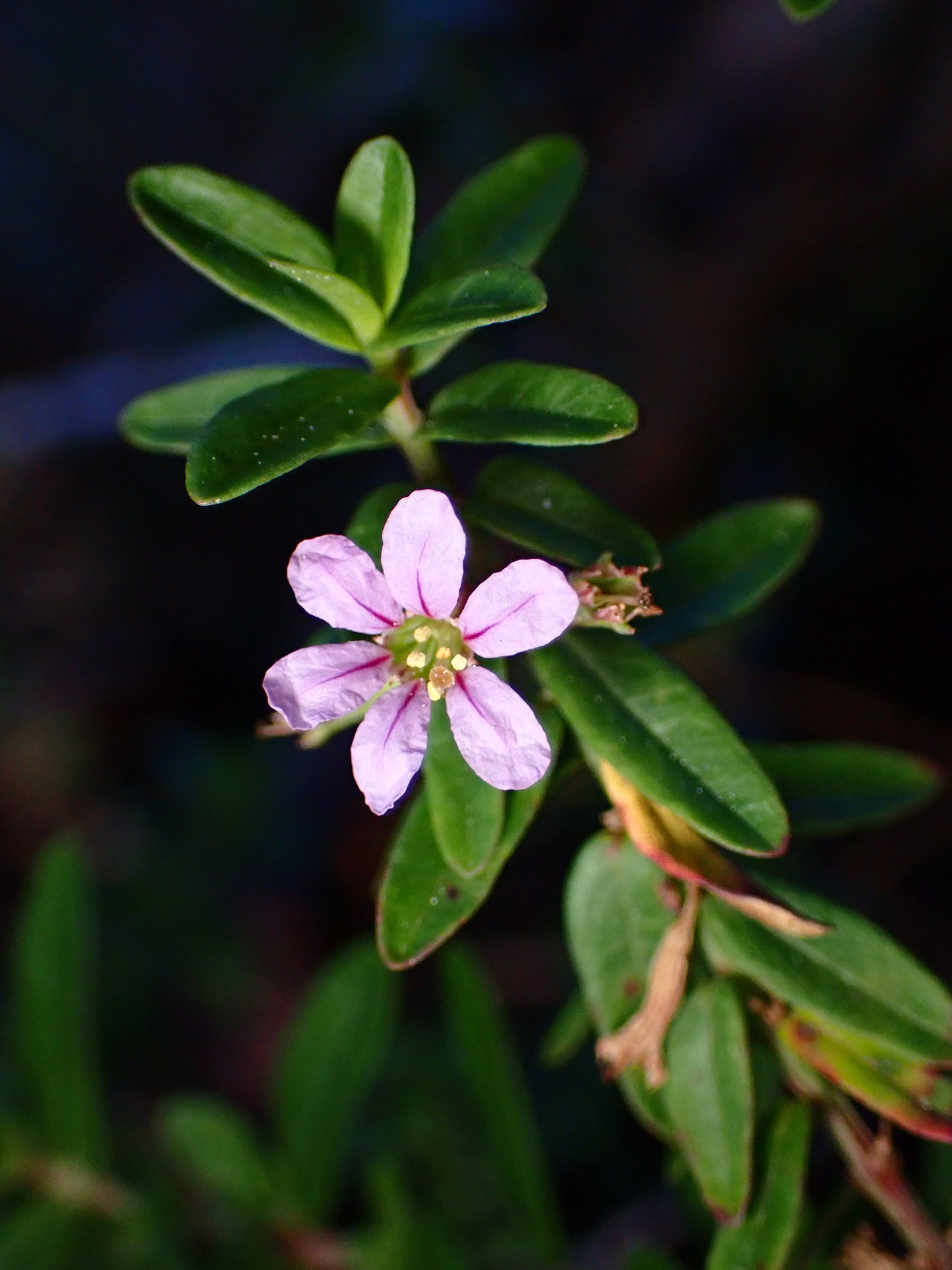 Lythrum maritimum