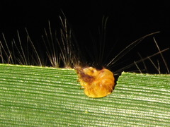 Balataea funeralis