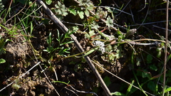 Lomatium gormanii