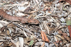 Acanthophis antarcticus