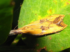 Dichomeris oceanis