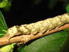 Rusicada privata