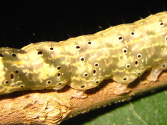 Rusicada privata