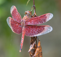 Neurothemis ramburii