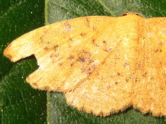 Hyposada brunnea
