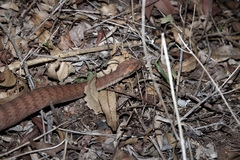 Acanthophis antarcticus