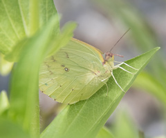 Catopsilia pomona