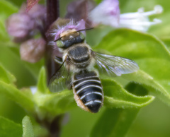 Eutricharaea