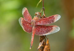 Neurothemis ramburii