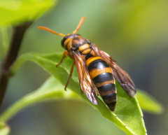 Eumeninae