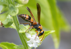 Eumeninae