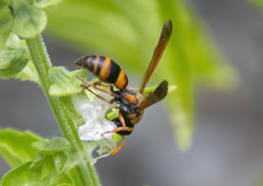 Eumeninae