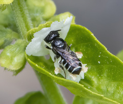Ceratinidia