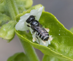 Ceratinidia